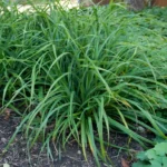 Carex-Irish-Green-3