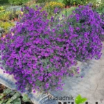 Zvezdan-visoki-ljubicasti-nase-1