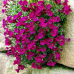 aubrieta-florado-red-2