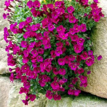 aubrieta-florado-red-2