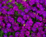 aubrieta-purple3