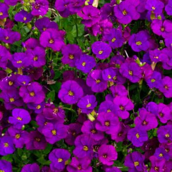 aubrieta-purple3