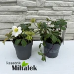 helleborus-niger-beli-kukurek-sadnice-1