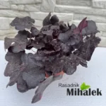 heuchera-midnight-rose-