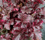 heuchera-midnight-rose-2