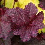 heuchera-midnight-rose-3