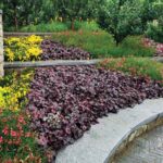 heuchera-midnight-rose-4
