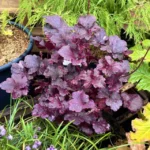 heuchera-midnight-rose-5