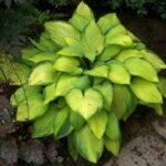 hosta gold standard2