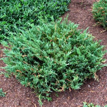 juniperus-horizontalis-plumosa-5