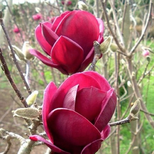 magnolia-genie5