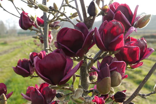 magnolia-genie4