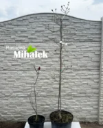 magnolija-genie-varijacija-2