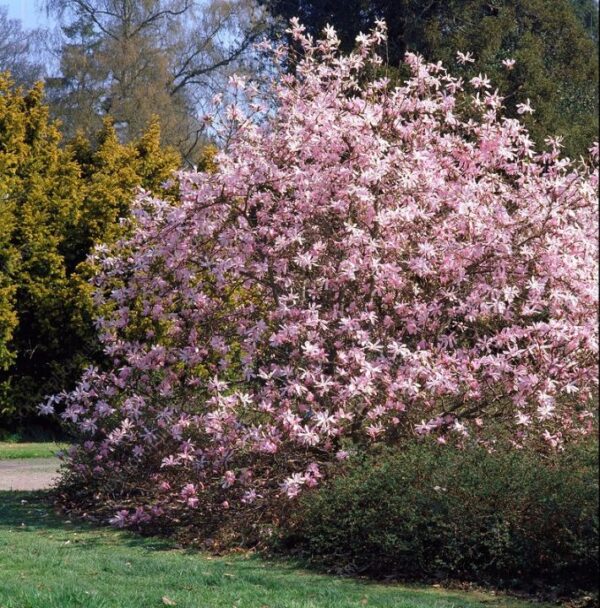 magnolija-leonard-messel4