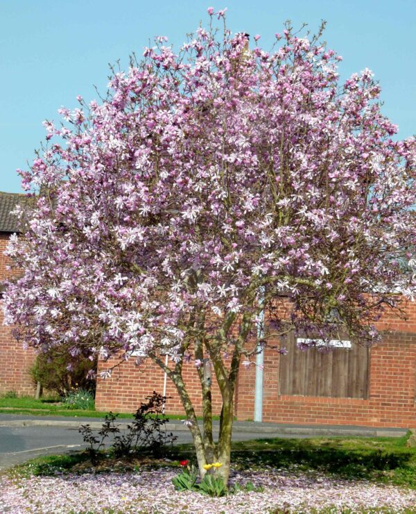 magnolija-leonard-messel4