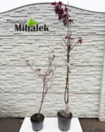 acer-bloodgood-sadnice-22