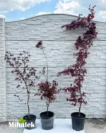 acer-bloodgood-varijacije-nove