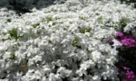 flox-beli-subulata-white-4