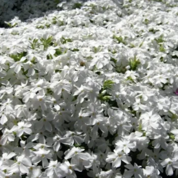 flox-beli-subulata-white-4