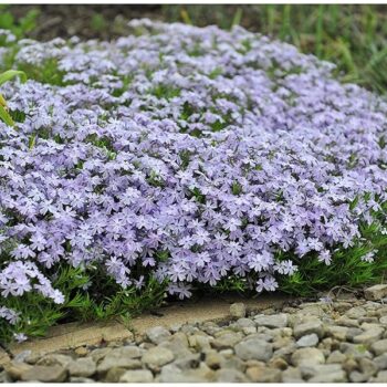 flox-subulata-emerald-cushion-blue-1