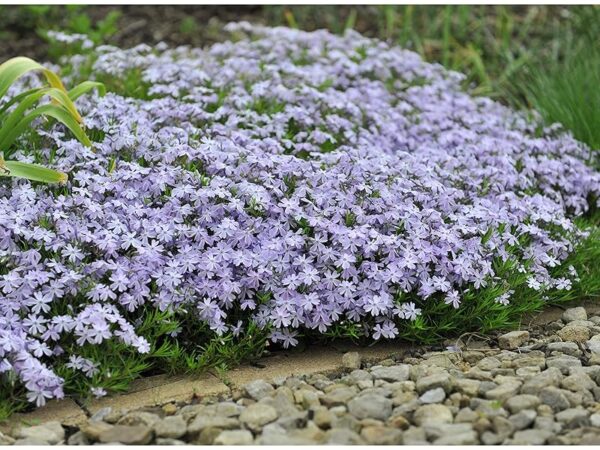 flox-subulata-emerald-cushion-blue-1