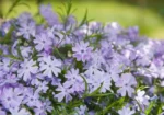 flox-subulata-emerald-cushion-blue-3