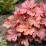 heuchera-paprika-2