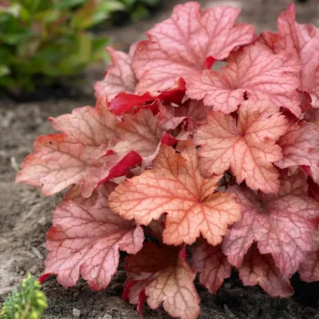 heuchera-paprika-2