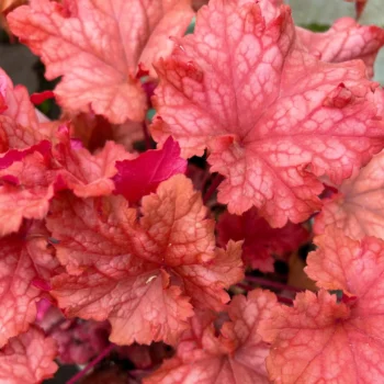 heuchera-paprika-3