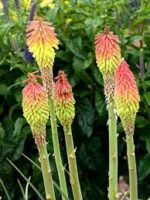 kniphofia-hirsuta -fire-dance2