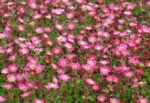 saxifraga-pixie-2