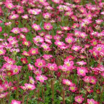 saxifraga-pixie-2