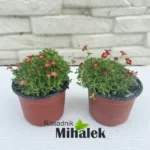 saxifraga-pixie-sadnice