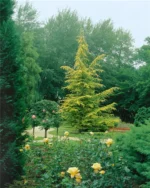 cedrus-atlantica-aurea-glauca-3