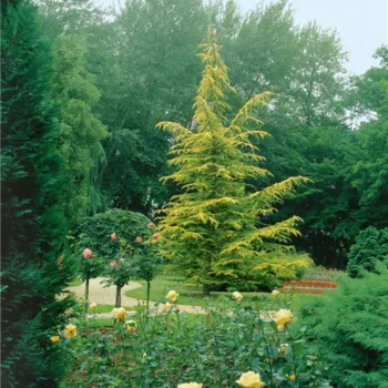 cedrus-atlantica-aurea-glauca-3