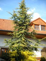 cedrus-atlantica-aurea-glauca-4