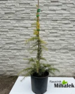 cedrus-atlantica-glauca-aurea-sadnica