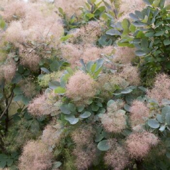 cotinus cogigria3