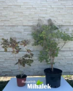 cotinus-varijacija-zeleni
