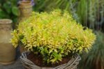 euonymus-happiness-3