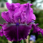 iris germanica purple