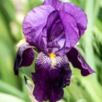 iris-germanica-purple-3