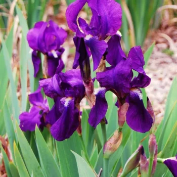 iris-germanica-purple-4