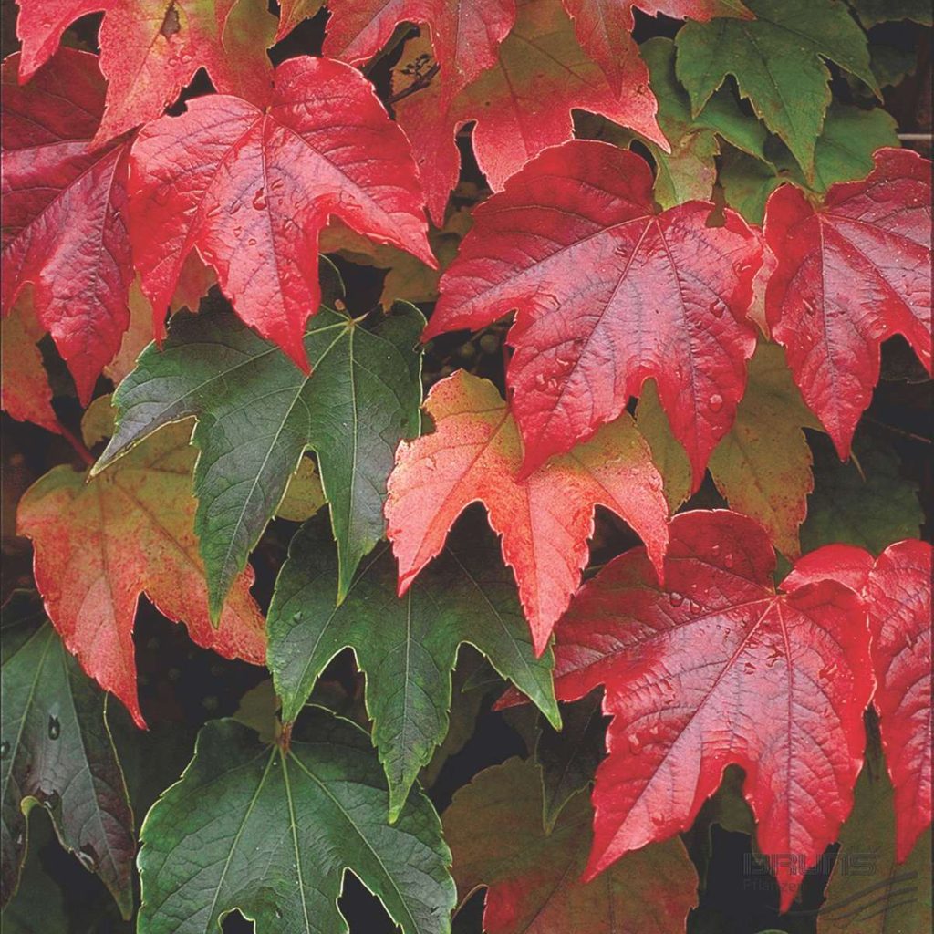 partenocissus veitchii1