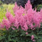 astilba-tamno-roze-3