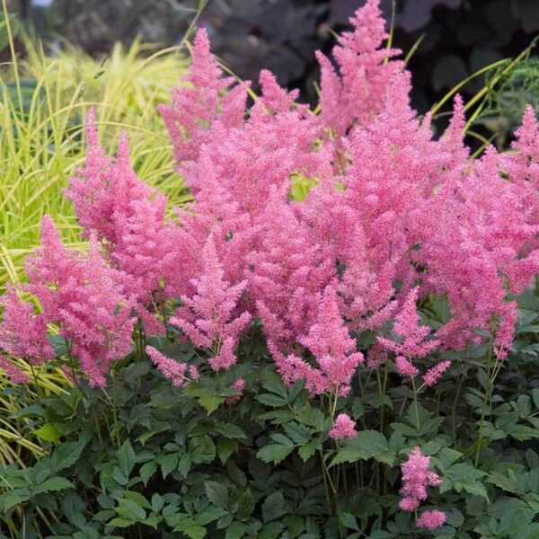 astilba-tamno-roze-3