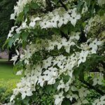 Cornus-kousa-China-Girl-4