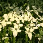 Cornus kousa "China Girl" - Slika 3