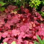 Heuchera-Berry-Smoothie-3