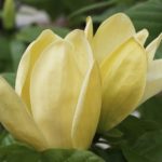 magnolija yellow lantern